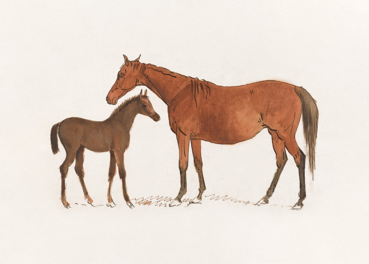 Filly Encounter