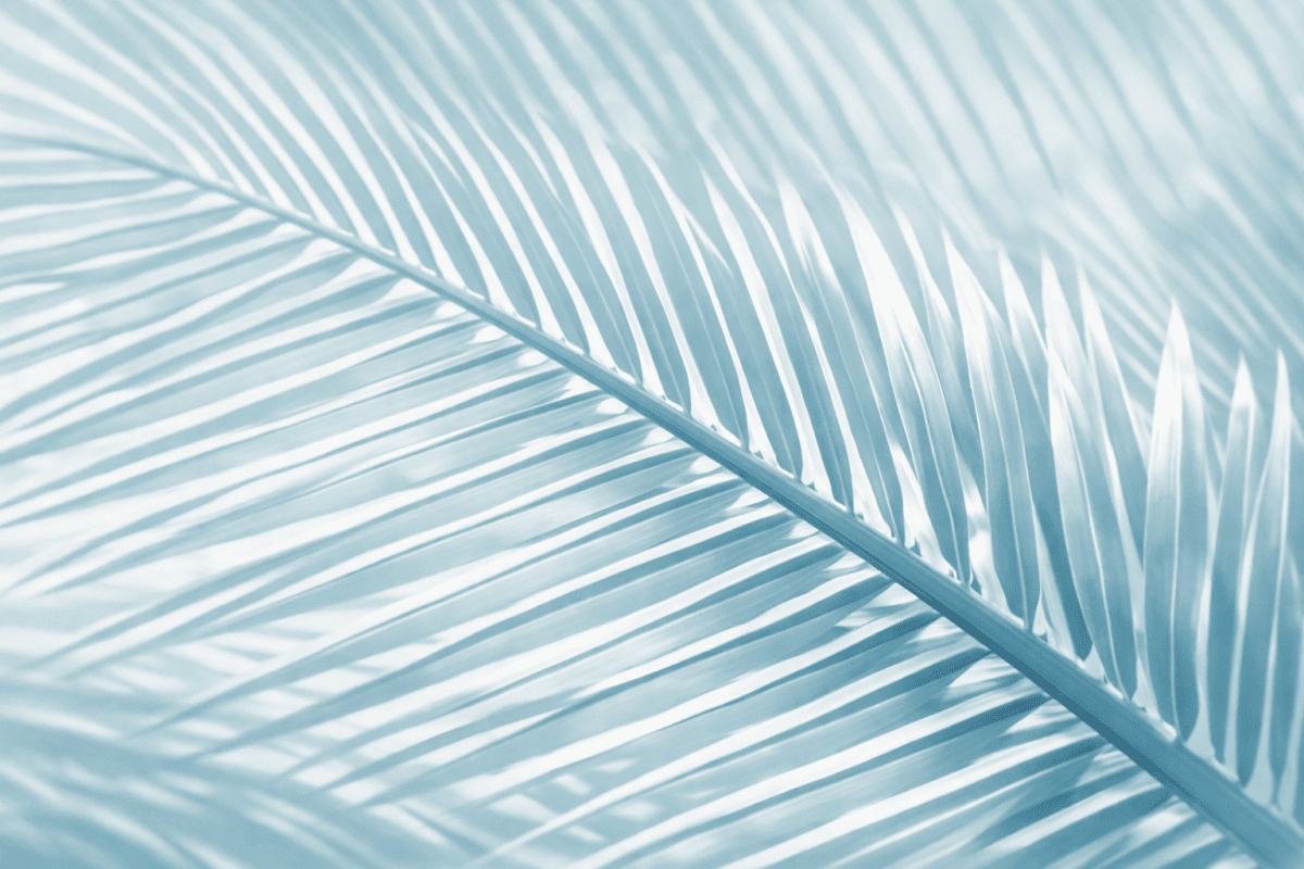 Frosted Palms