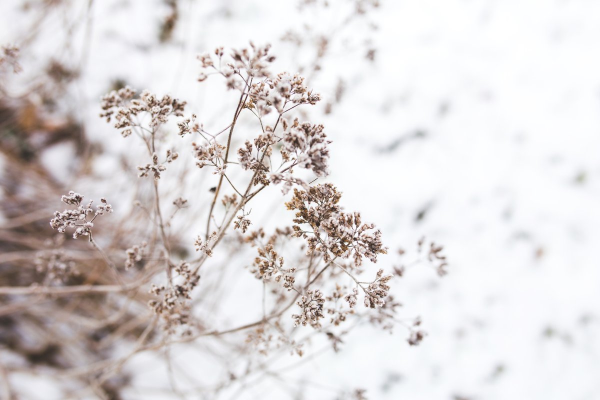 Frosted Morel Twigs