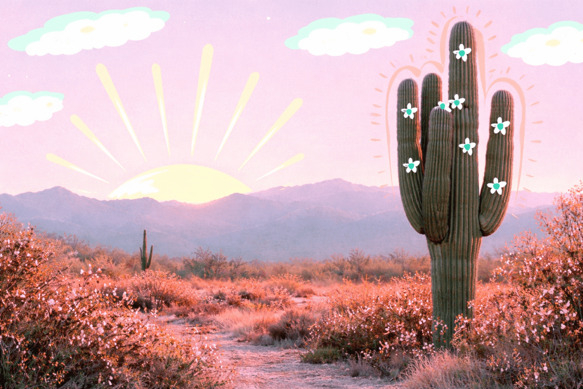 Sunrise Cactus Garden