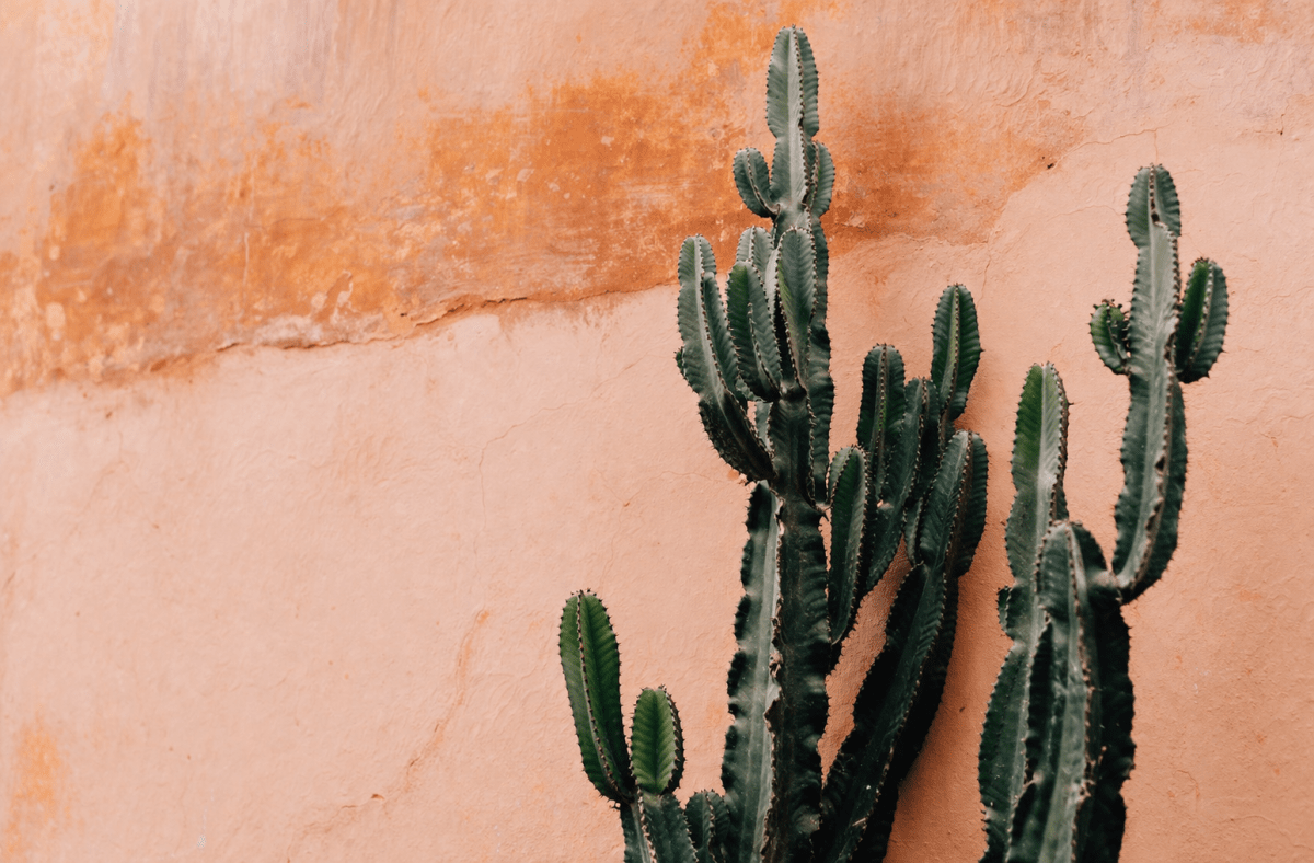 Cactus Oasis