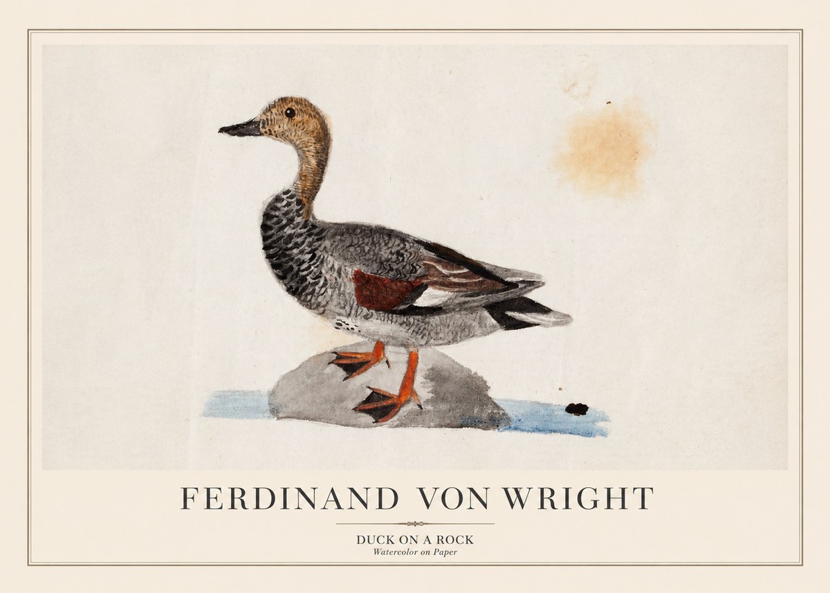 Ferdinand von Wright Duck on a Rock No1 - Affiche