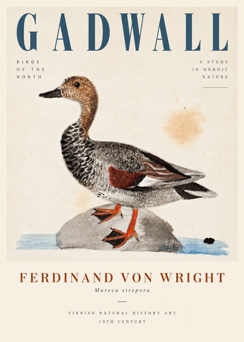 Ferdinand von Wright Duck on a Rock No5 - Affiche