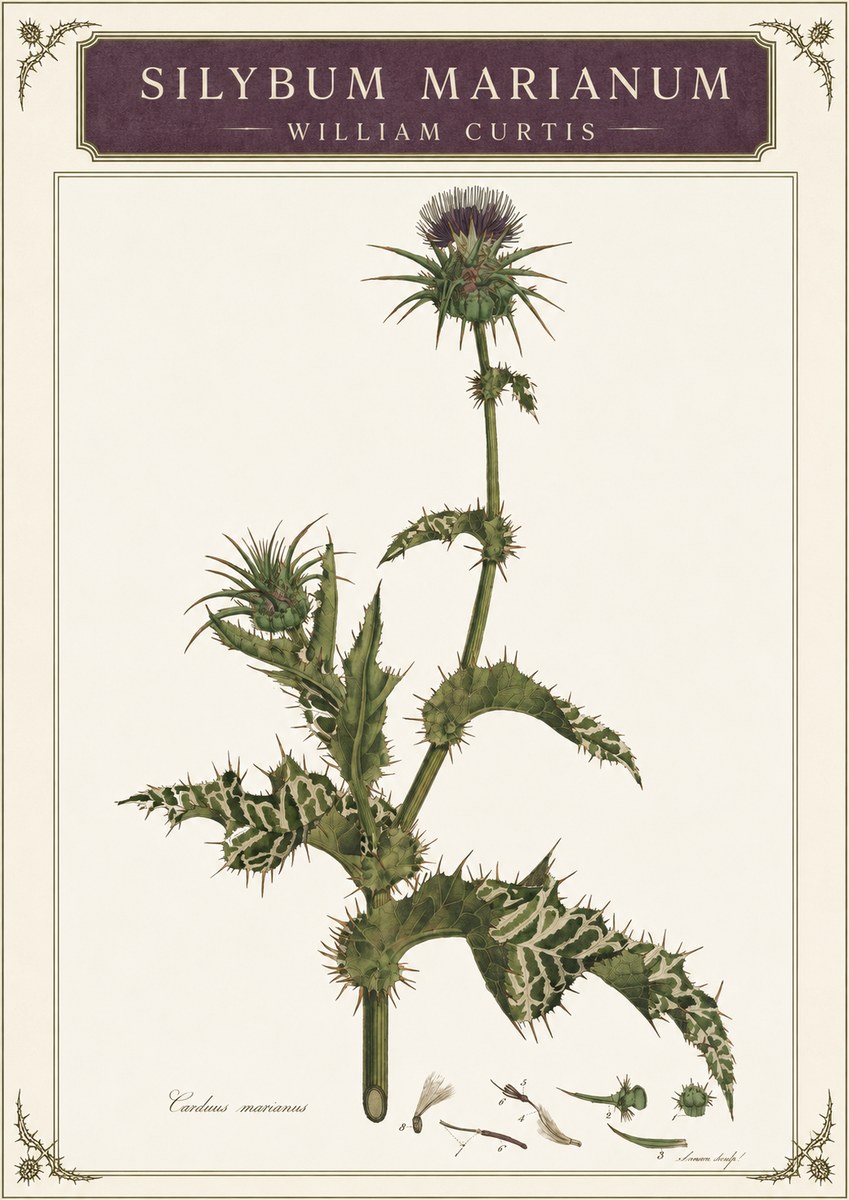 William Curtis Silybum Marianum No3 - Affiche