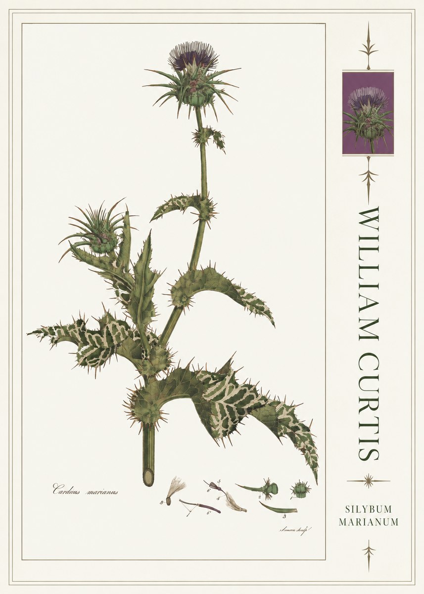 William Curtis Silybum Marianum No4 - Affiche