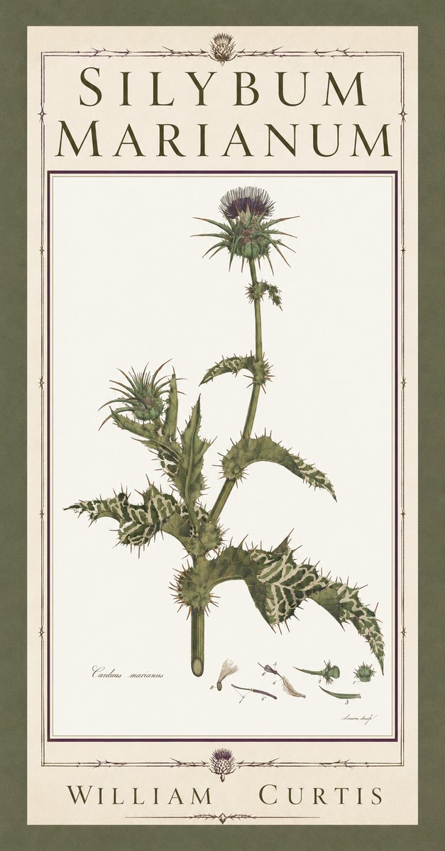 William Curtis Silybum Marianum No5 - Affiche