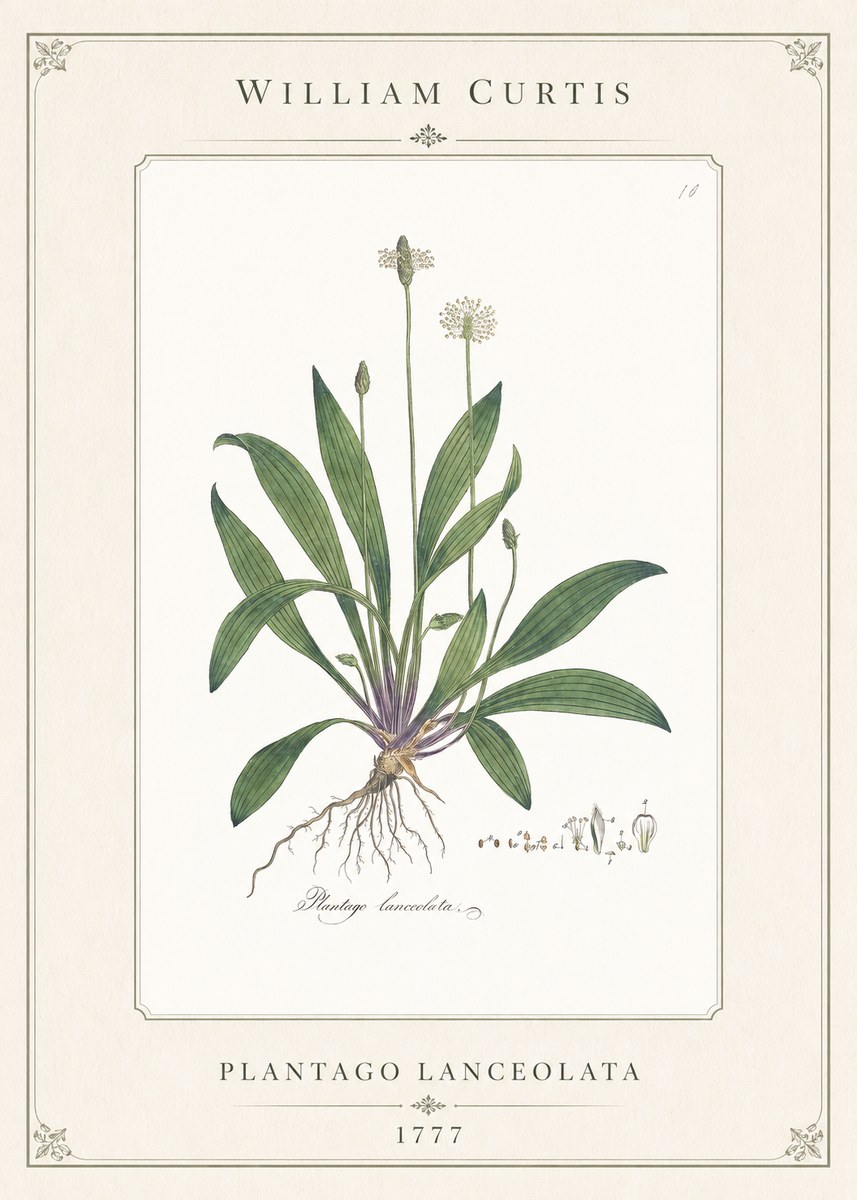 William Curtis Plantago Lanceolata I No1 - Affiche