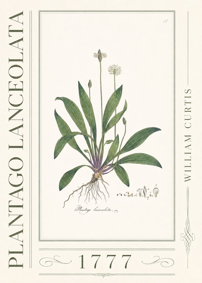 William Curtis Plantago Lanceolata I No3 - Affiche