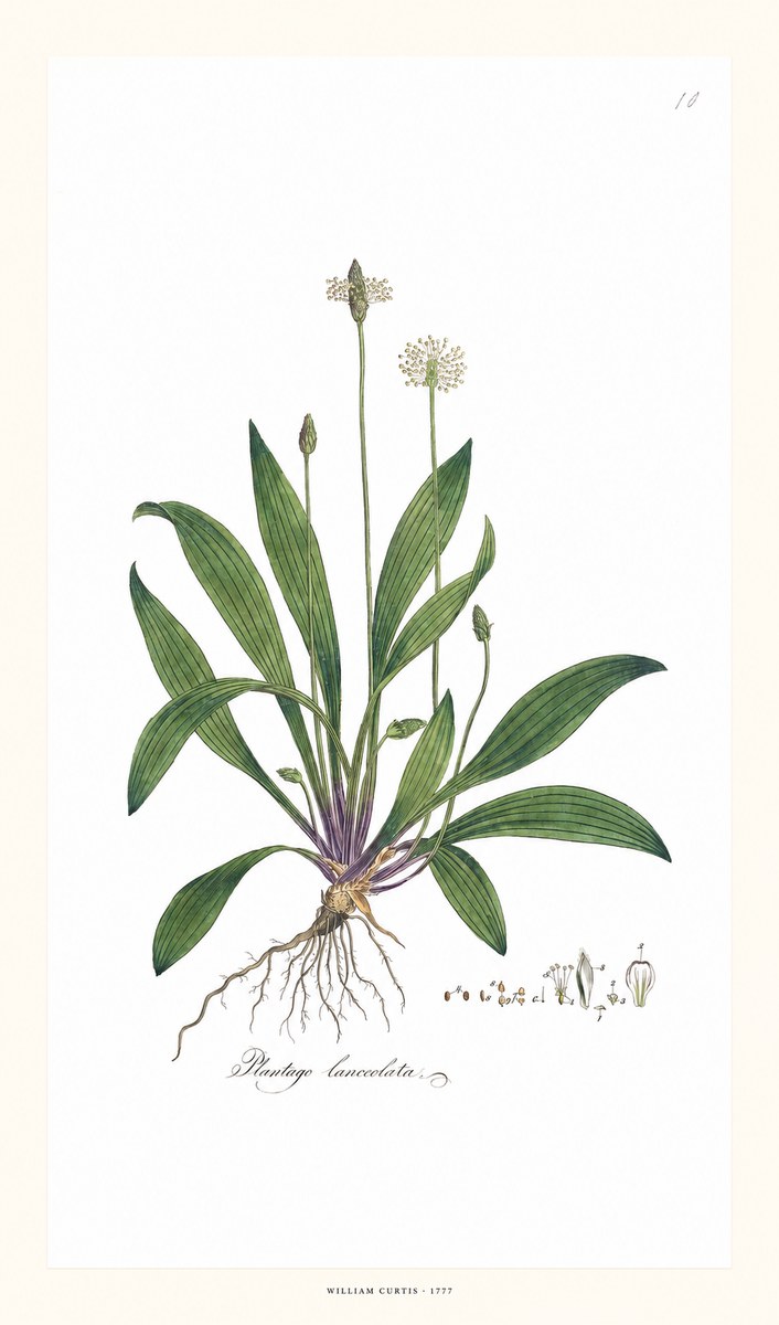 William Curtis Plantago Lanceolata I No6 - Affiche