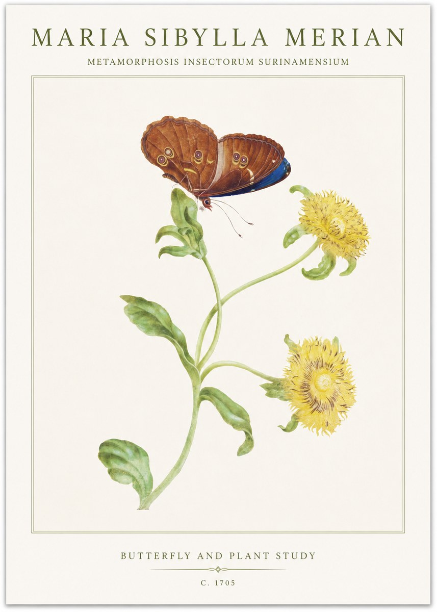 Maria Sibylla Merian Butterfly and Plant Study No1 - Affiche