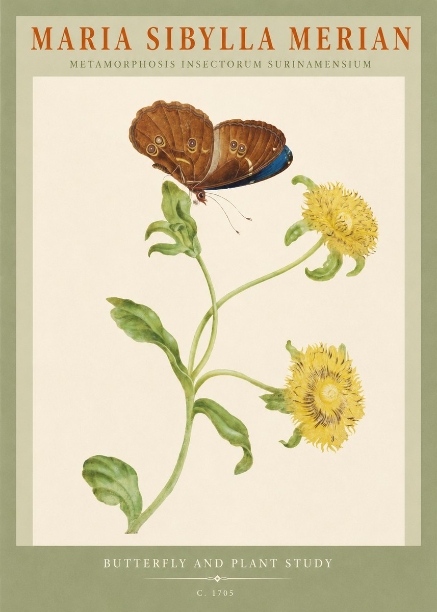 Maria Sibylla Merian Butterfly and Plant Study No2 - Affiche