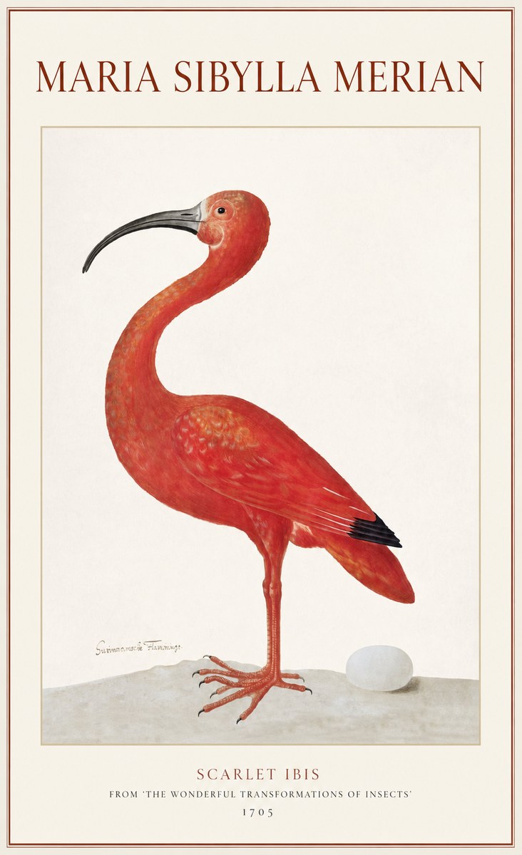 Maria Sibylla Merian Scarlet Ibis No1 - Affiche
