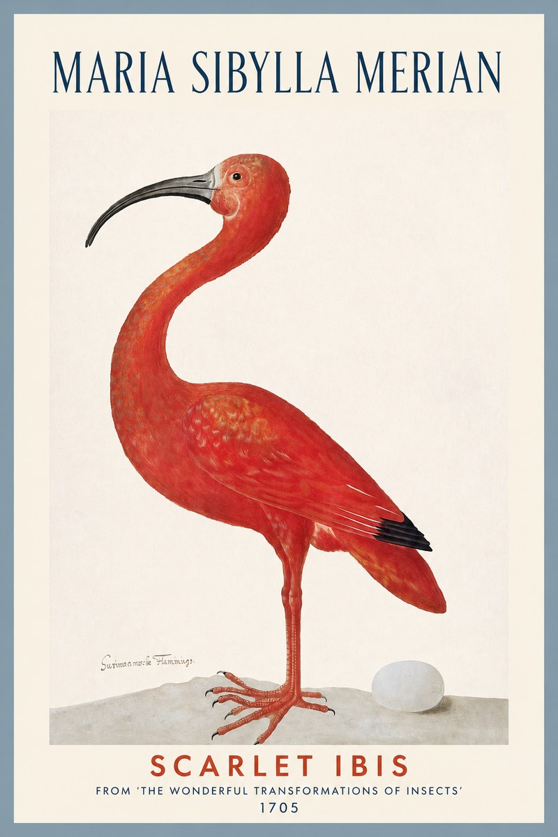 Maria Sibylla Merian Scarlet Ibis No2 - Affiche