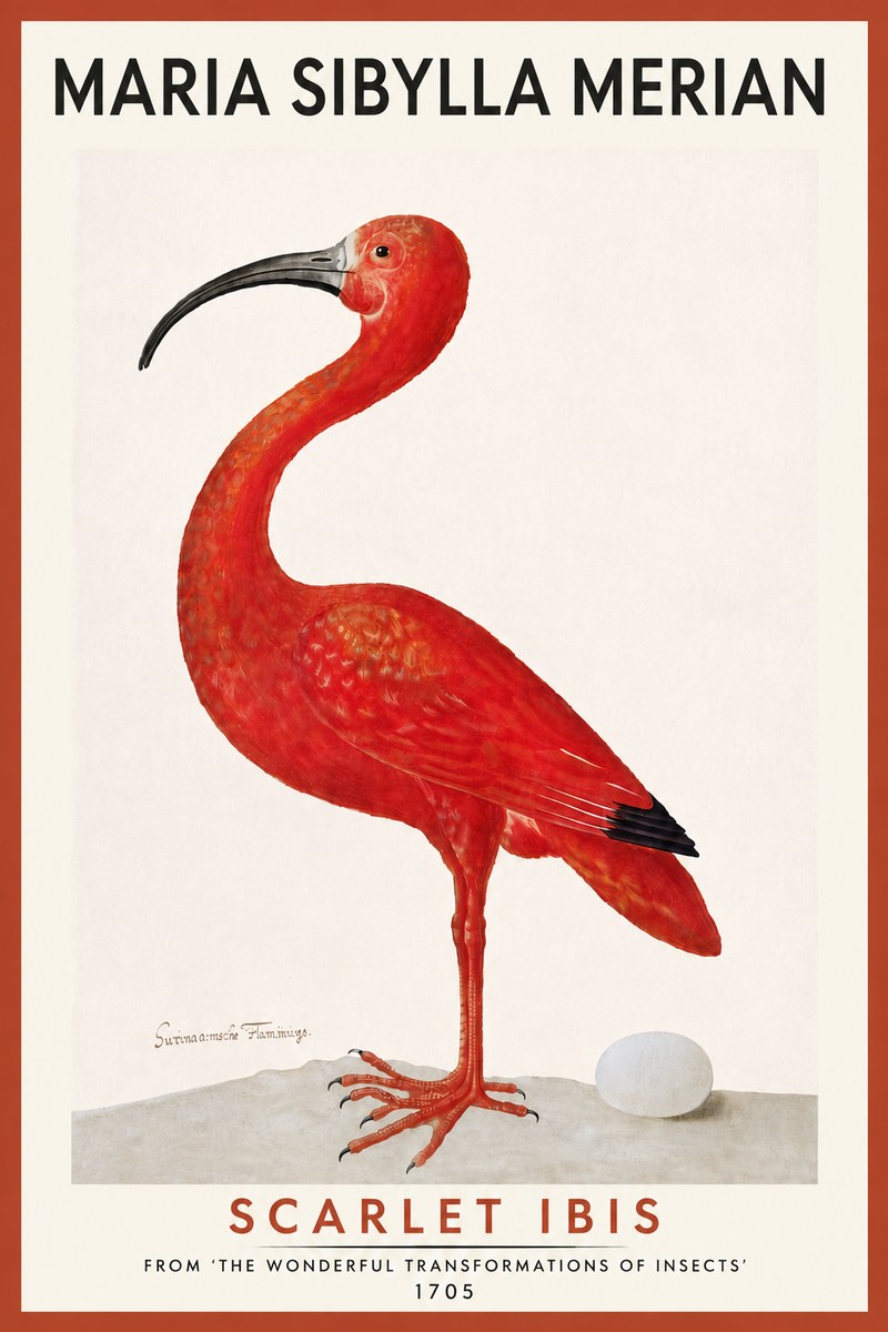 Maria Sibylla Merian Scarlet Ibis No5 - Affiche