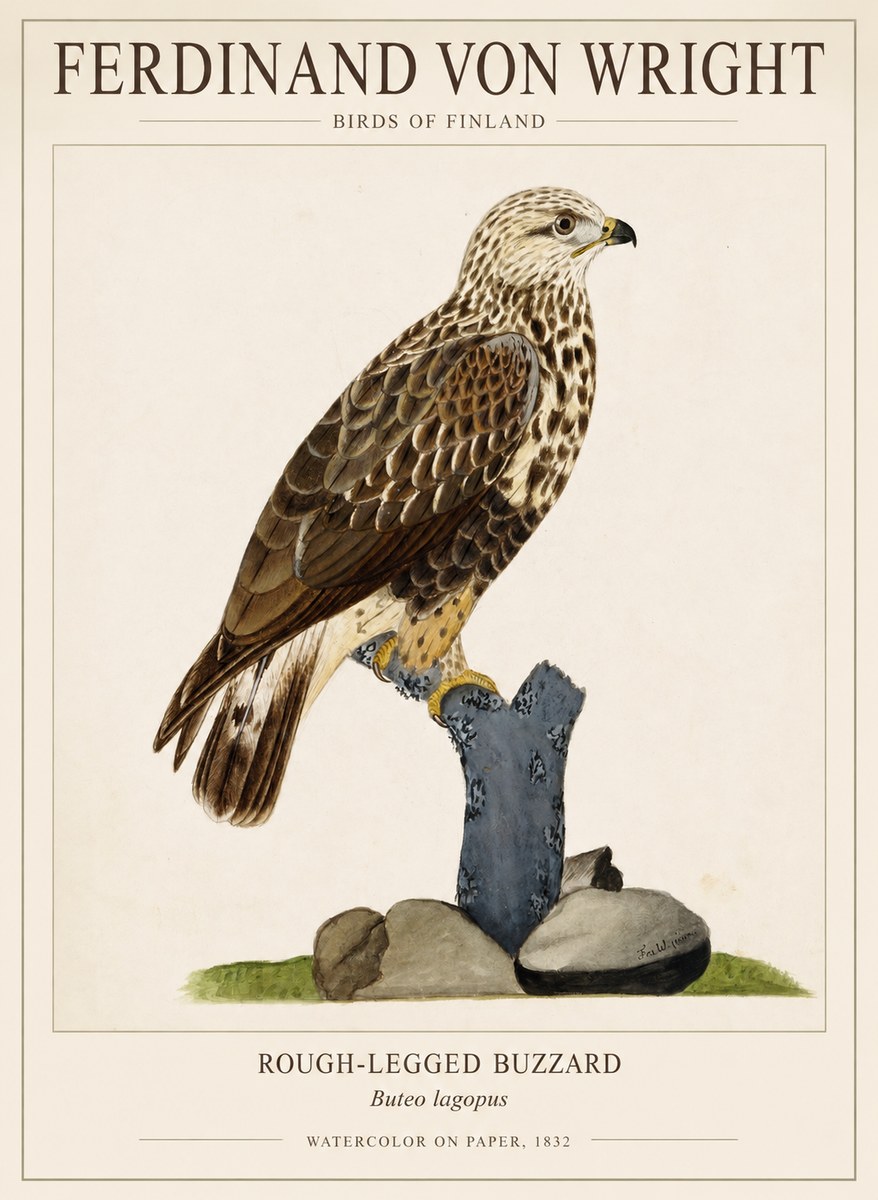 Ferdinand von Wright Rough-legged Buzzard No1 - Affiche