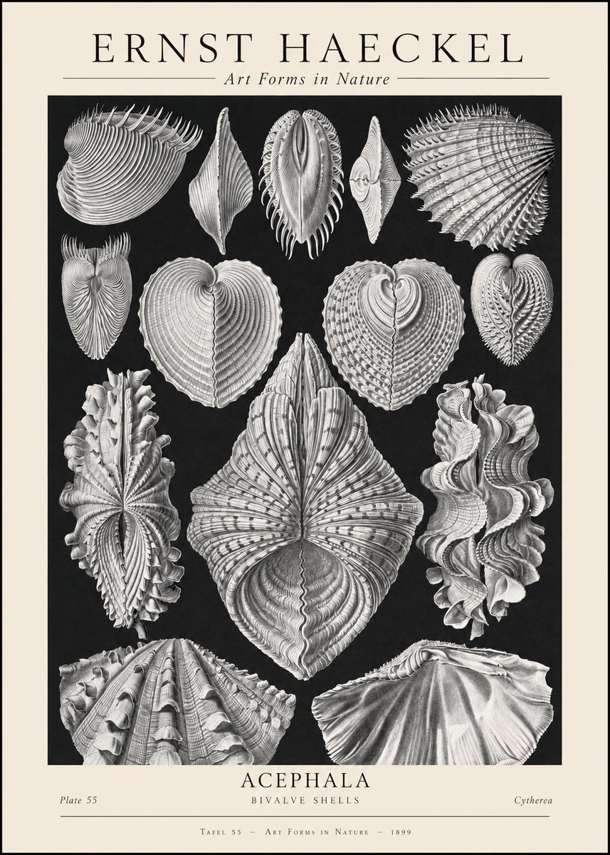 Ernst Haeckel Acephala — Brachiopods Plate 55 — Cytherea. No2 - Affiche