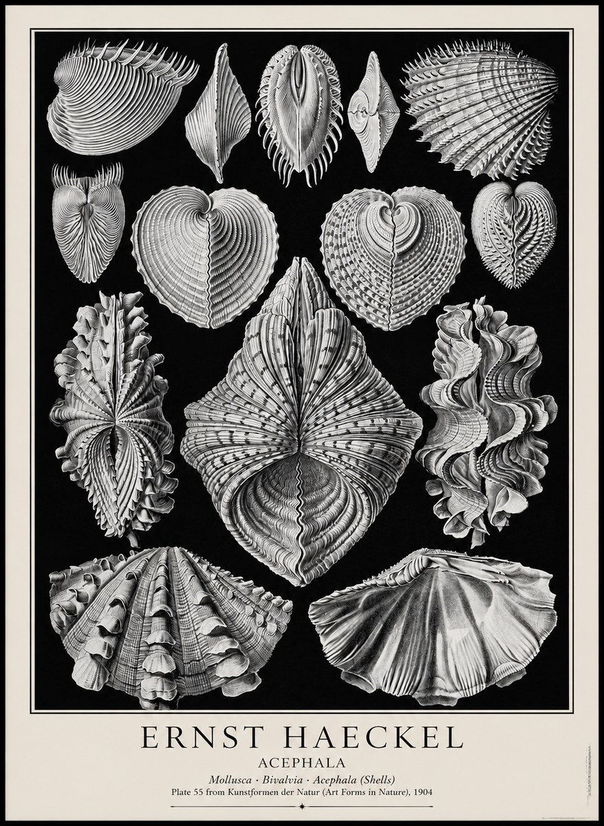 Ernst Haeckel Acephala — Brachiopods Plate 55 — Cytherea. No4 - Affiche