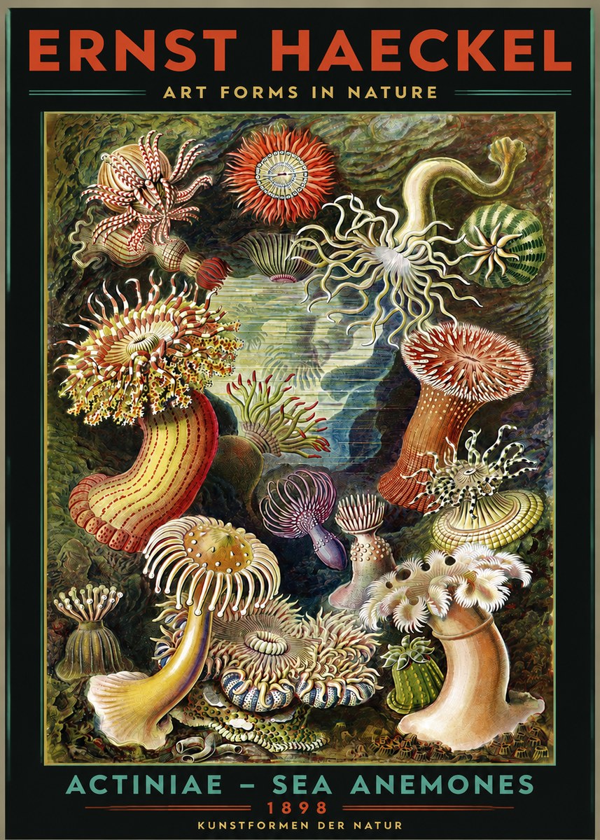 Ernst Haeckel Sea Anemones No3 - Affiche