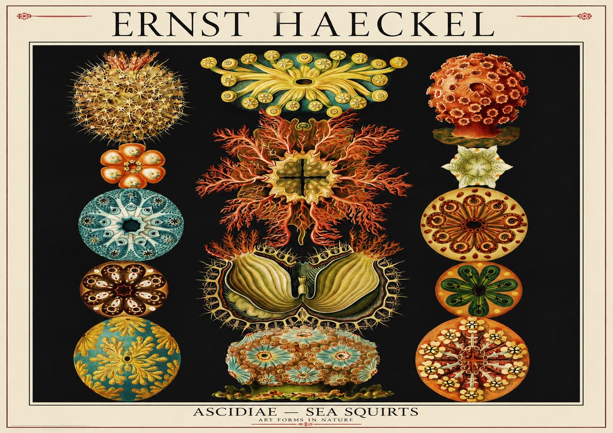 Ernst Haeckel Ascidiae — Sea Squirts No1 - Affiche