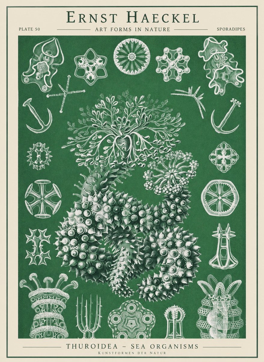Ernst Haeckel Thuroidea - Sea Organisms No1 - Affiche