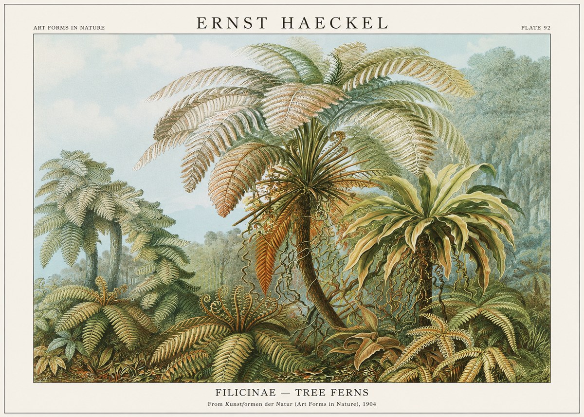 Ernst Haeckel Filicinae – Tree Ferns No1 - Affiche