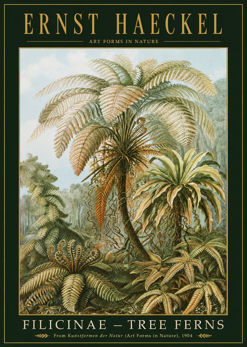 Ernst Haeckel Filicinae – Tree Ferns No2 - Affiche