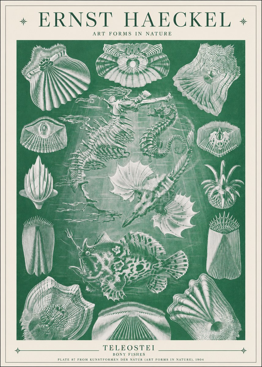 Ernst Haeckel Teleostei - Bony Fishes No1 - Affiche