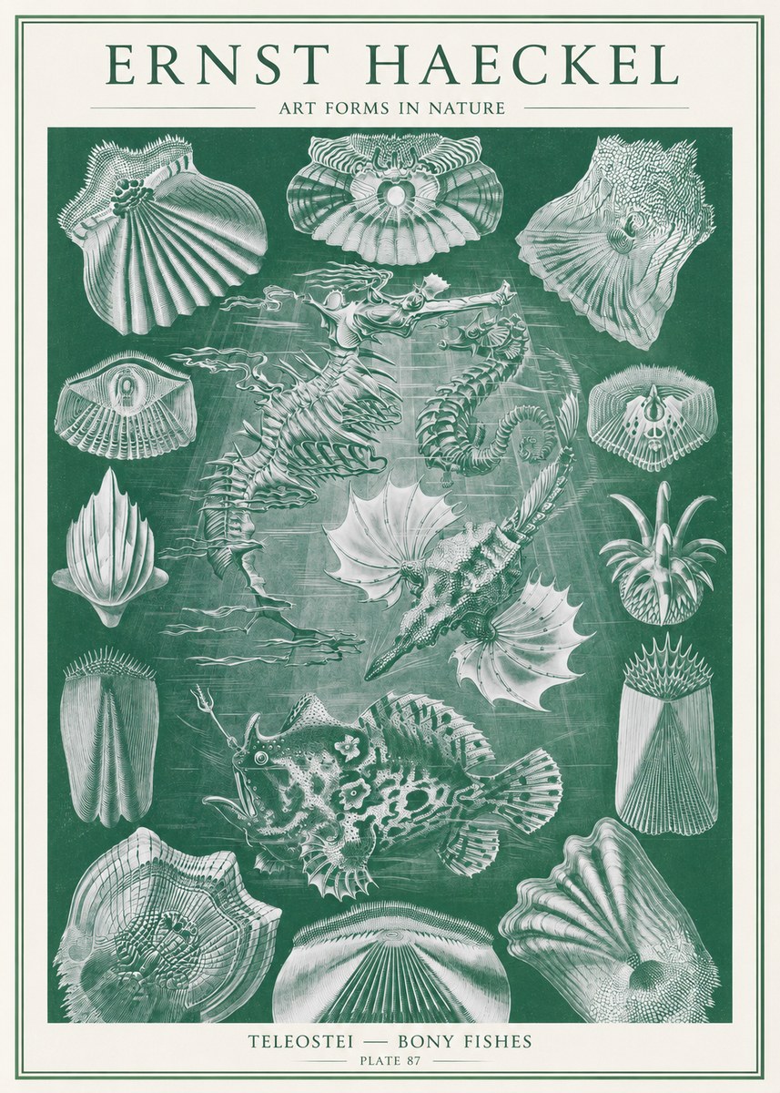 Ernst Haeckel Teleostei - Bony Fishes No2 - Affiche