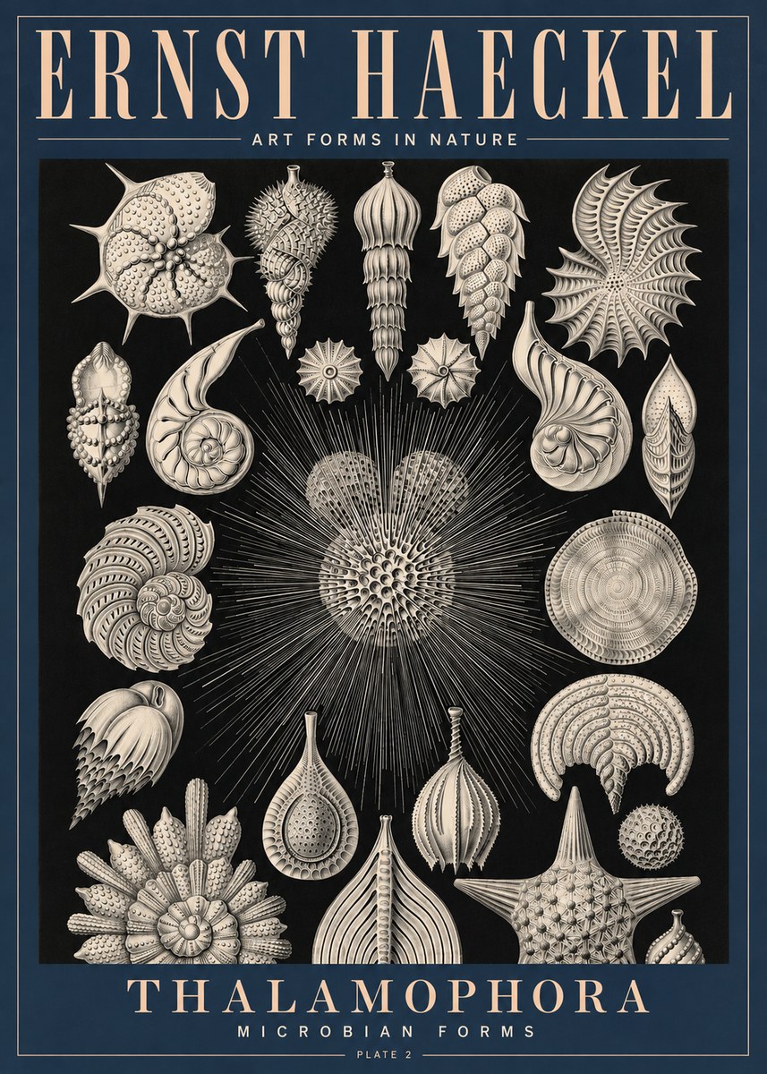 Ernst Haeckel Thalamophora - Microbian Forms - Plate 2 No4 - Affiche