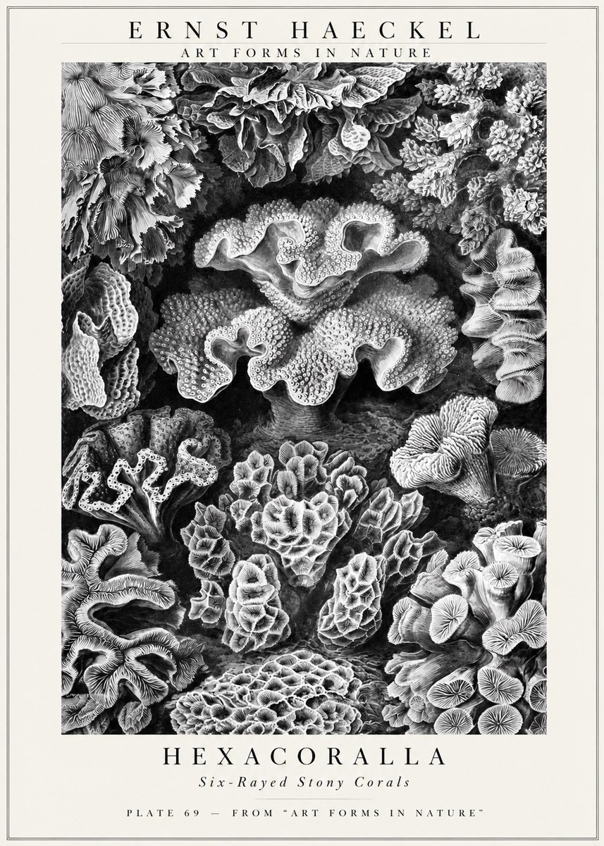 Ernst Haeckel Hexacorallia No3 - Affiche