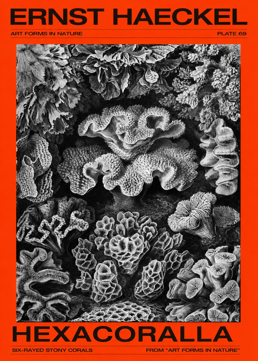 Ernst Haeckel Hexacorallia No4 - Affiche