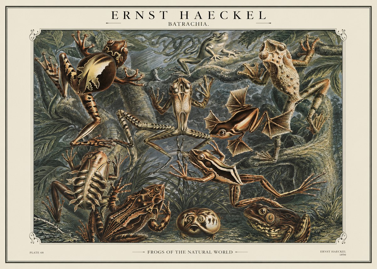 Ernst Haeckel Frogs of the Natural World No1 - Affiche