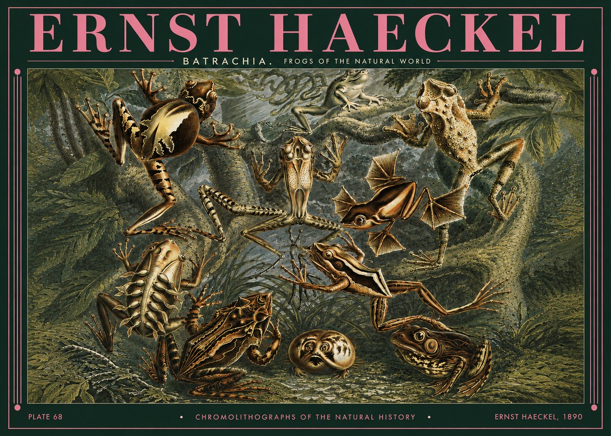 Ernst Haeckel Frogs of the Natural World No3 - Affiche