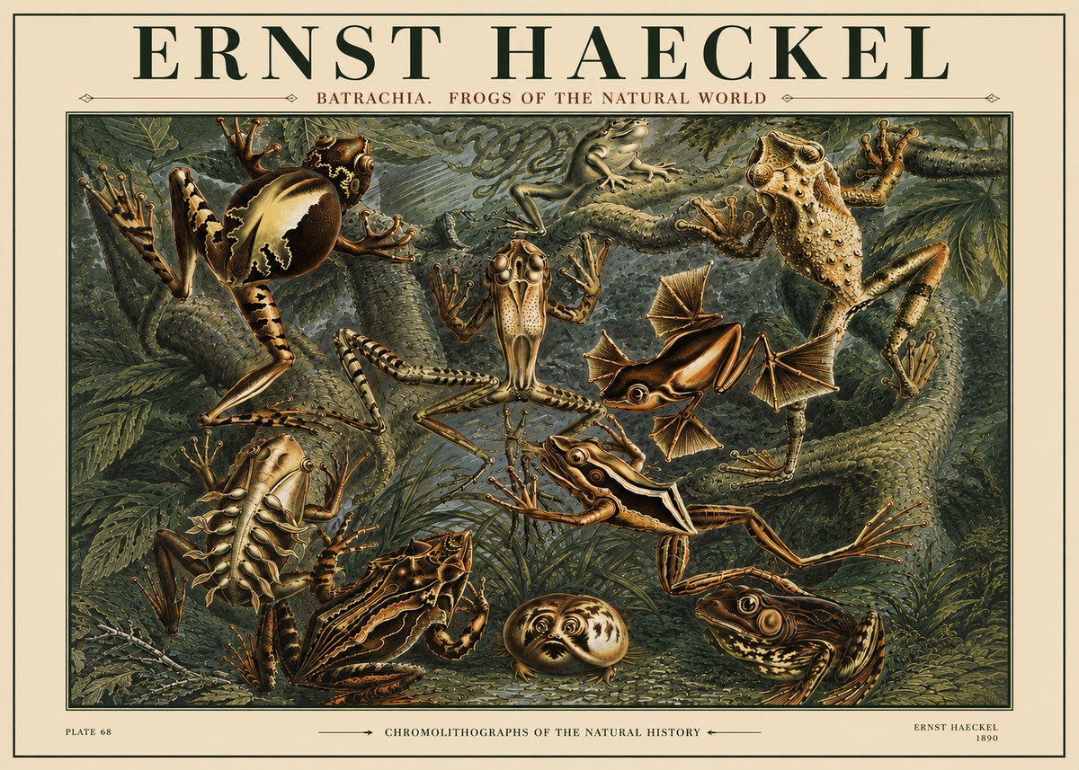 Ernst Haeckel Frogs of the Natural World No4 - Affiche
