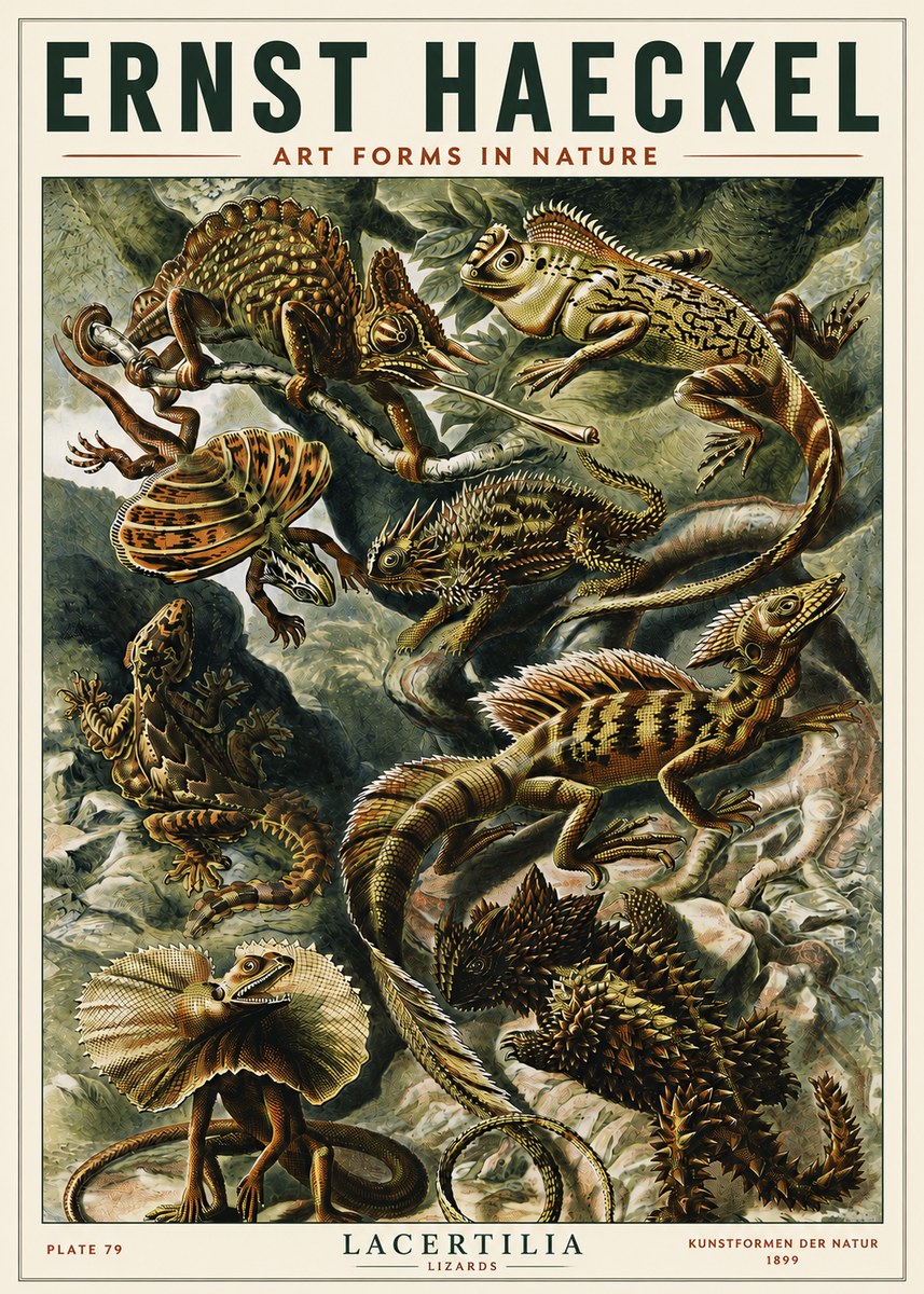 Ernst Haeckel Lacertilia Lizards No5 - Affiche