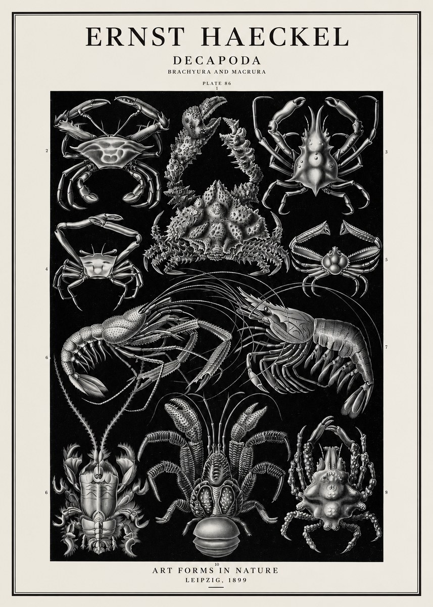 Ernst Haeckel Decapoda Brachyura and Macrura Plate 86 No1 - Affiche