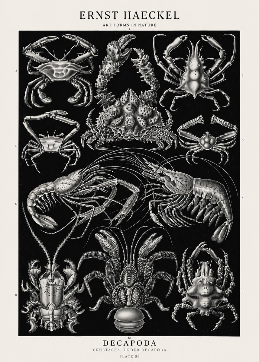 Ernst Haeckel Decapoda Brachyura and Macrura Plate 86 No3 - Affiche