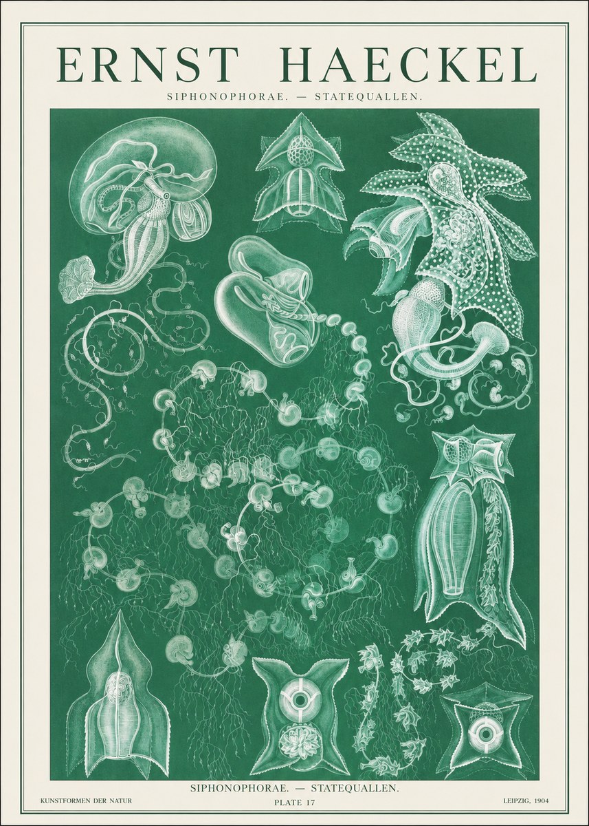 Ernst Haeckel Siphonophorae. — Statequallen. Plate 17 No1 - Affiche