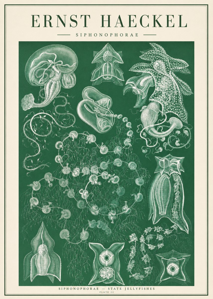 Ernst Haeckel Siphonophorae. — Statequallen. Plate 17 No2 - Affiche