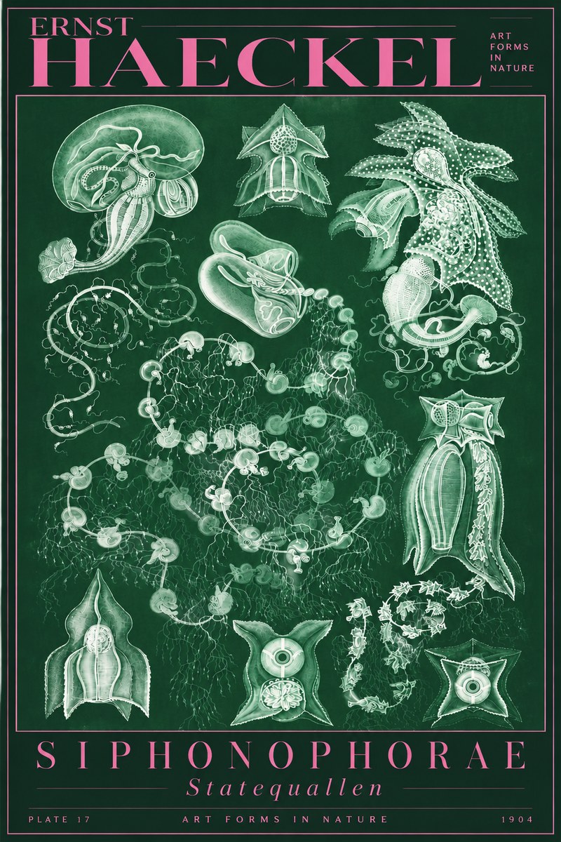 Ernst Haeckel Siphonophorae. — Statequallen. Plate 17 No5 - Affiche