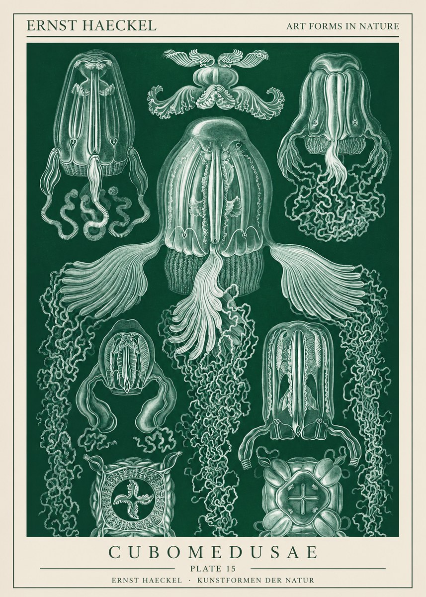Ernst Haeckel Cubomedusae No1 - Affiche