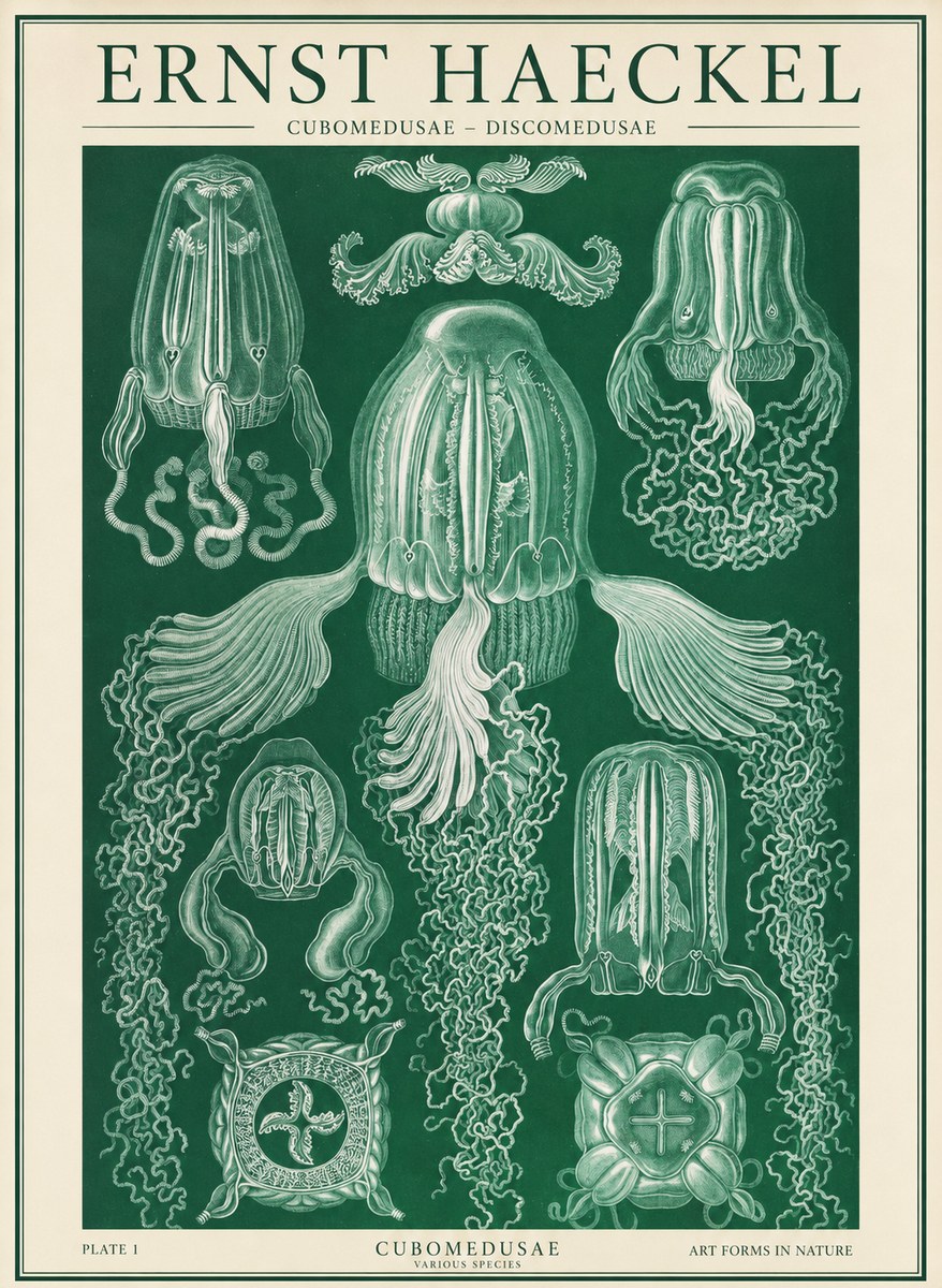 Ernst Haeckel Cubomedusae No2 - Affiche