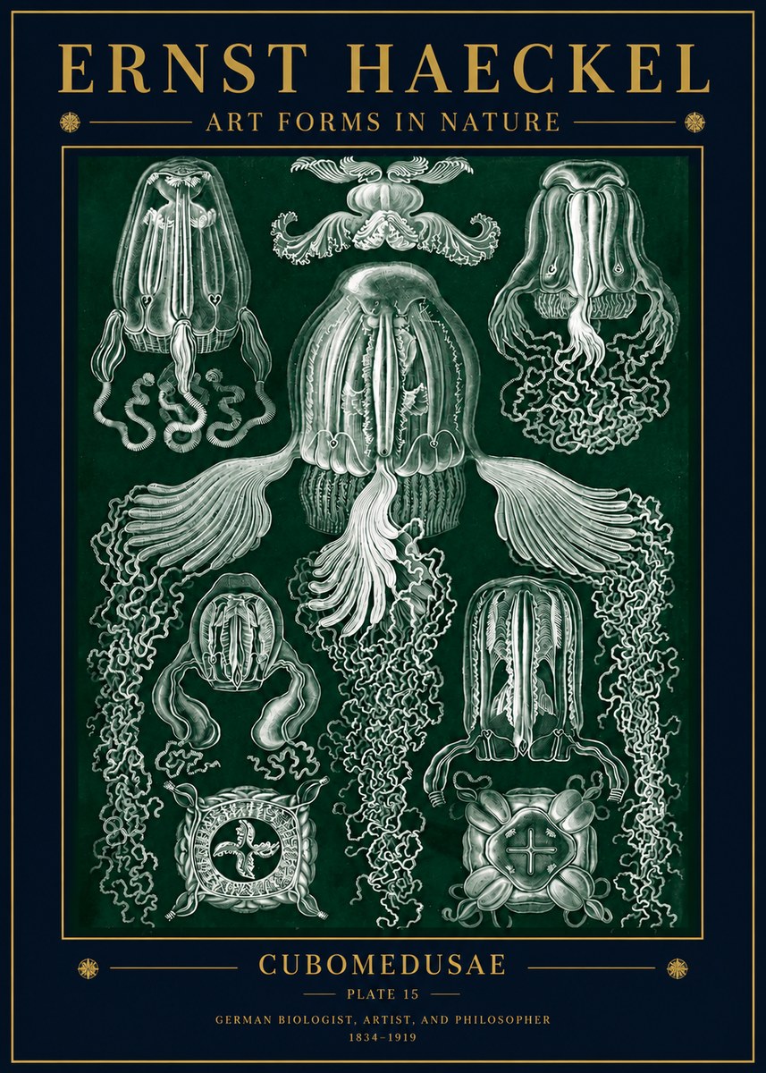 Ernst Haeckel Cubomedusae No5 - Affiche