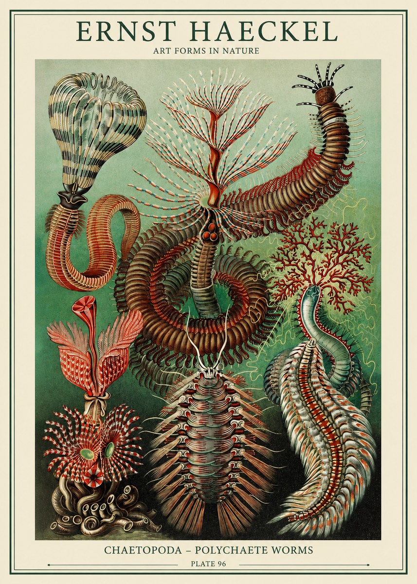 Ernst Haeckel Chaetopoda – Polychaete Worms No1 - Affiche