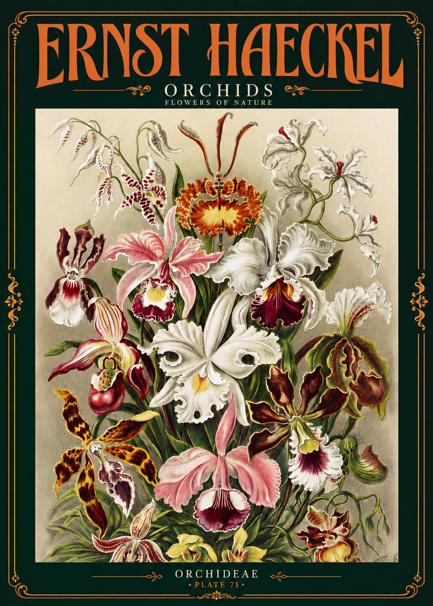 Ernst Haeckel Orchids No4 - Affiche
