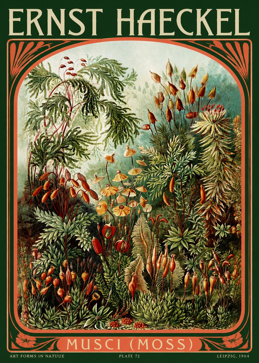Ernst Haeckel Musci (Moss) No2 - Affiche