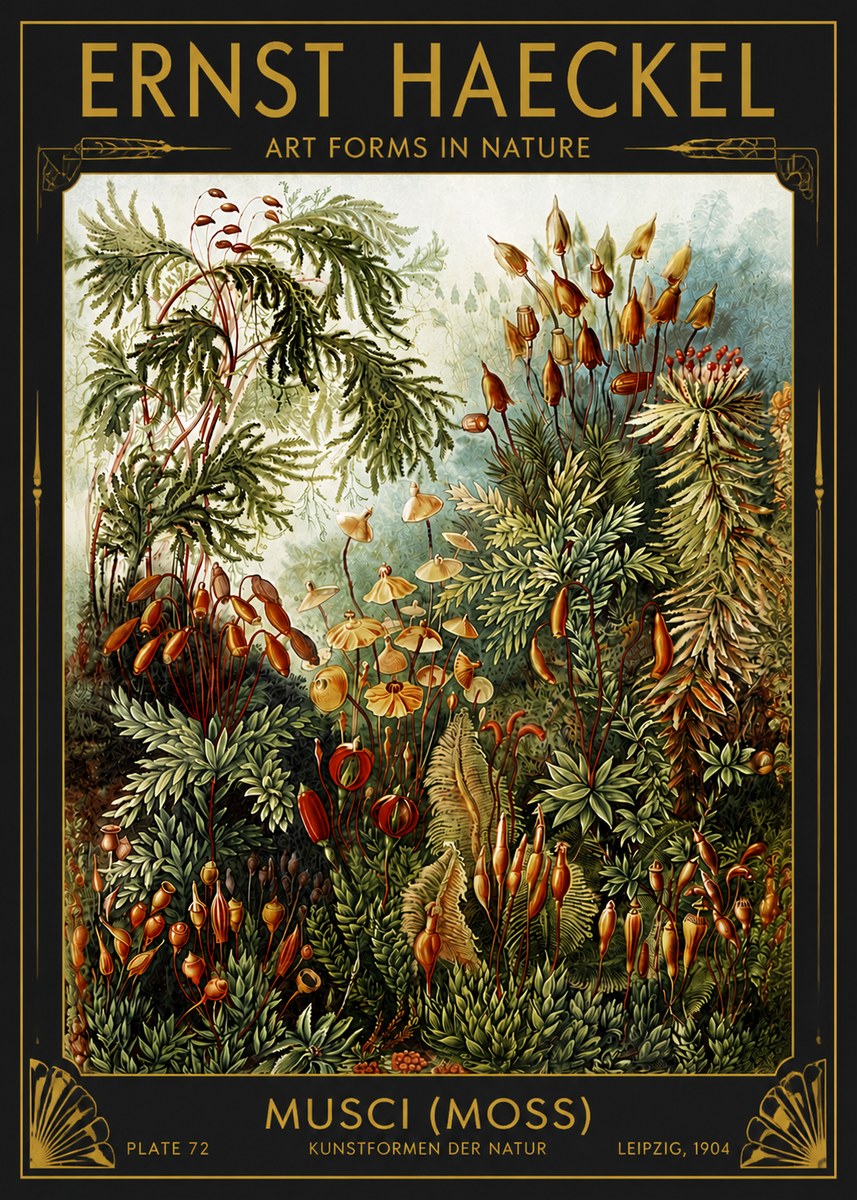 Ernst Haeckel Musci (Moss) No4 - Affiche