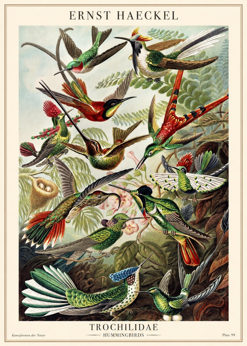 Ernst Haeckel Trochilidae - Hummingbirds No1 - Affiche