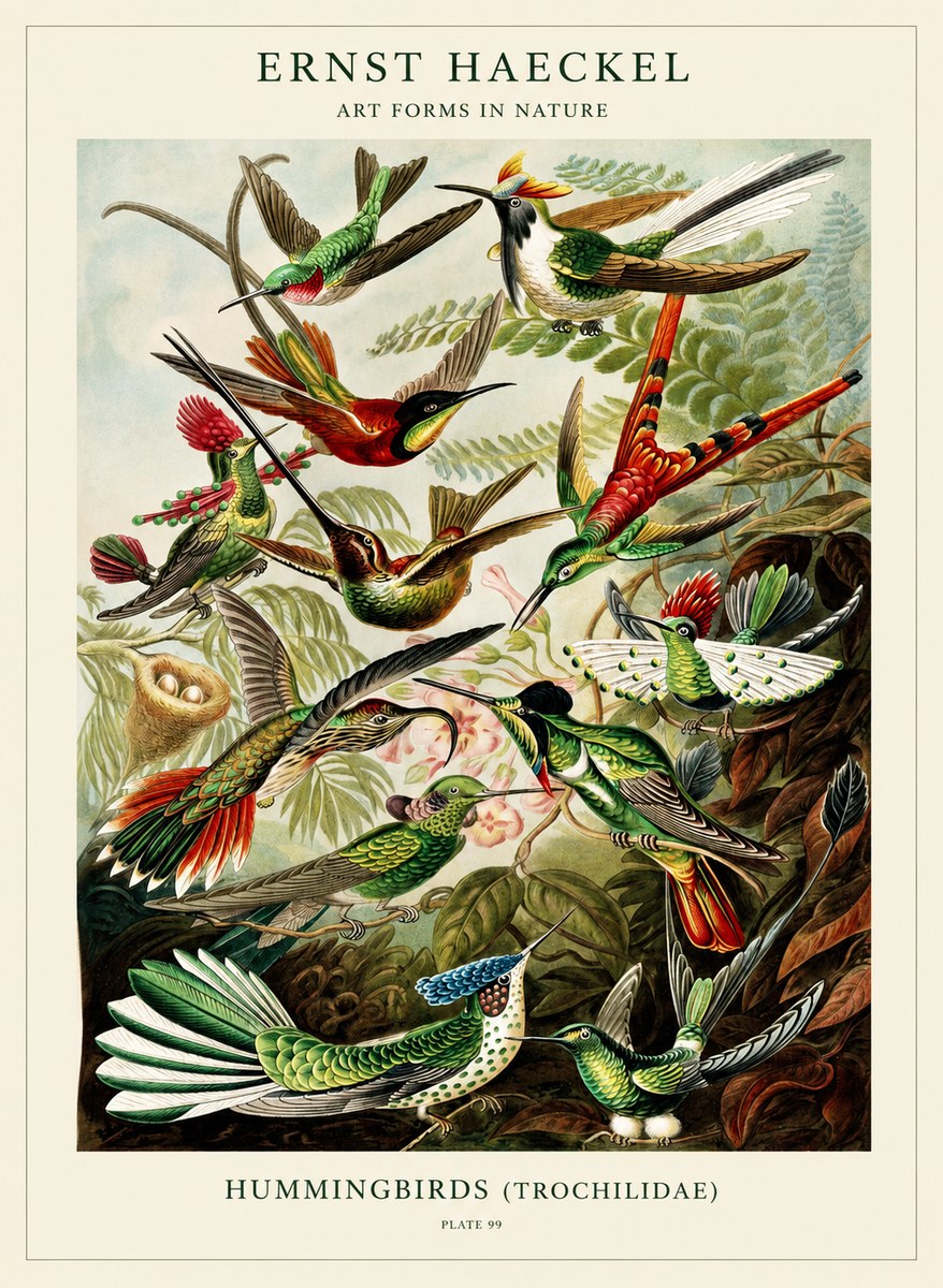 Ernst Haeckel Trochilidae - Hummingbirds No3 - Affiche