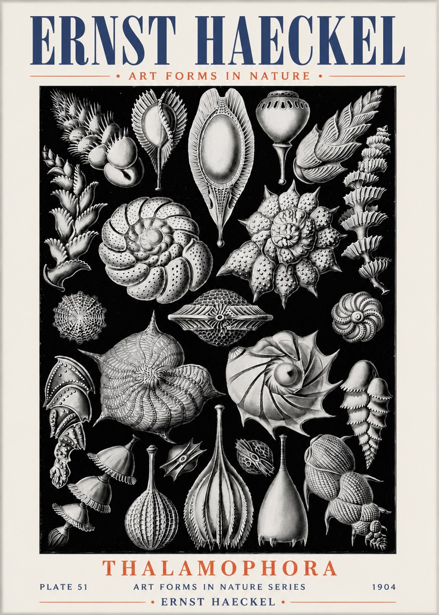 Ernst Haeckel Thalamophora No6 - Affiche